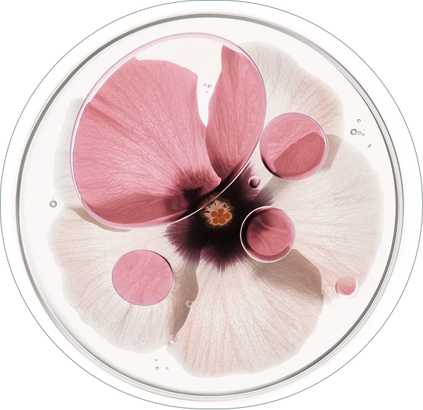 Daisy Stem Cells